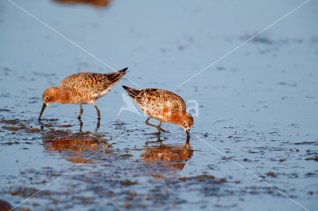 Krombekstrandloper (Calidris ferruginea)