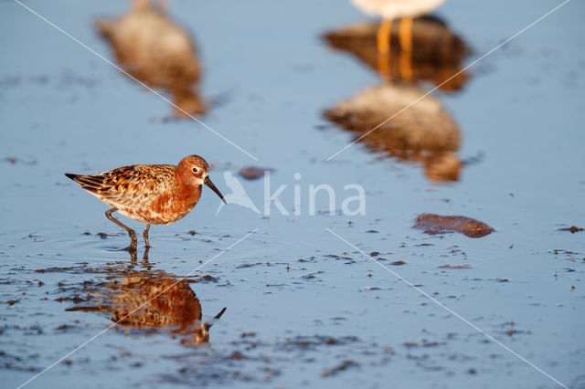 Krombekstrandloper (Calidris ferruginea)