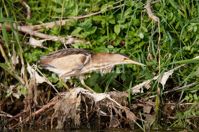 Little Bittern (Ixobrychus minutus)