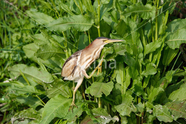 Little Bittern (Ixobrychus minutus)