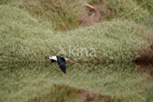 Steltkluut (Himantopus himantopus)