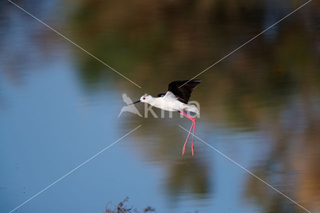 Steltkluut (Himantopus himantopus)