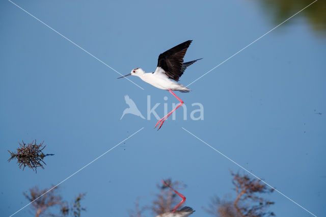 Steltkluut (Himantopus himantopus)