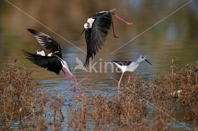 Steltkluut (Himantopus himantopus)