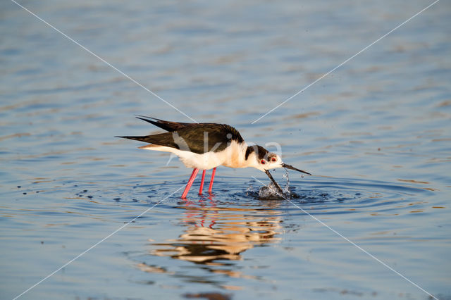 Steltkluut (Himantopus himantopus)