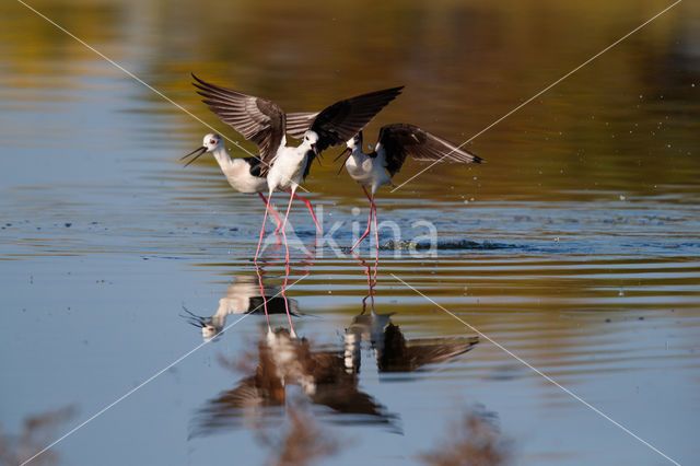 Black-winged Stilt (Himantopus himantopus)