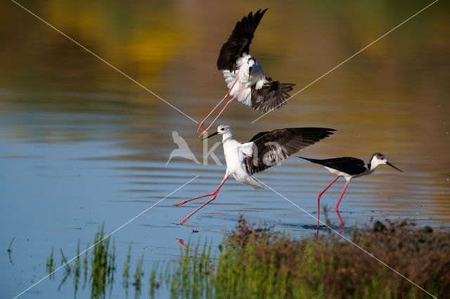 Black-winged Stilt (Himantopus himantopus)