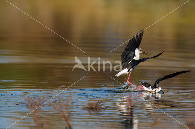 Steltkluut (Himantopus himantopus)