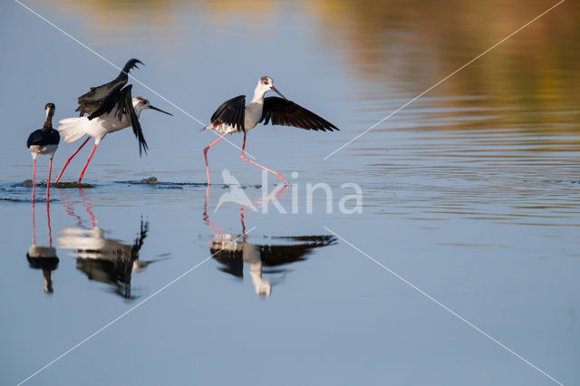 Steltkluut (Himantopus himantopus)