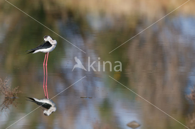 Steltkluut (Himantopus himantopus)