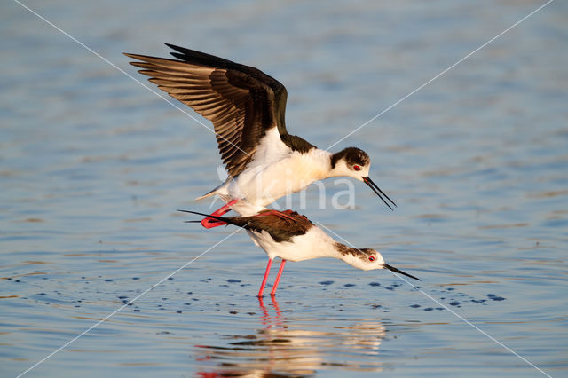 Black-winged Stilt (Himantopus himantopus)