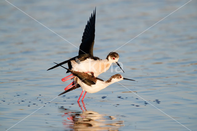 Steltkluut (Himantopus himantopus)