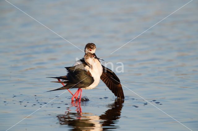 Steltkluut (Himantopus himantopus)