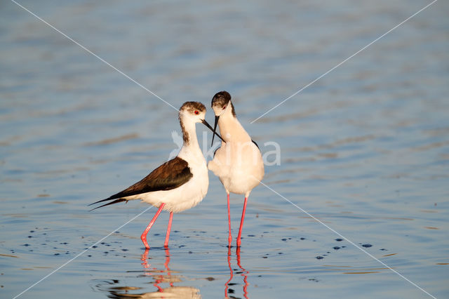 Black-winged Stilt (Himantopus himantopus)