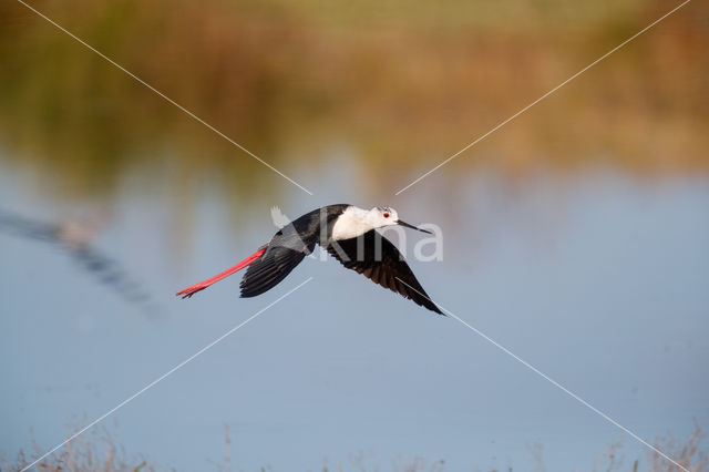 Black-winged Stilt (Himantopus himantopus)