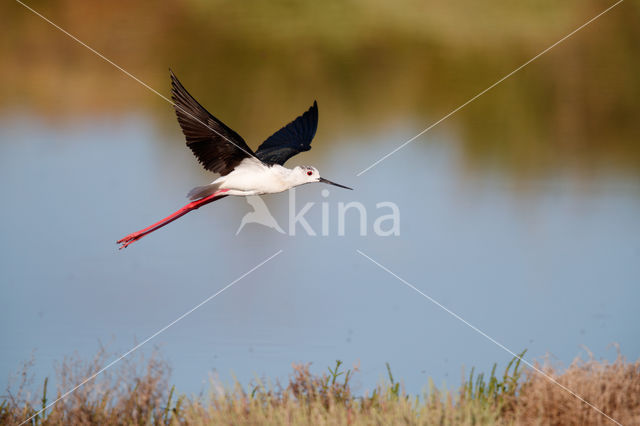 Steltkluut (Himantopus himantopus)