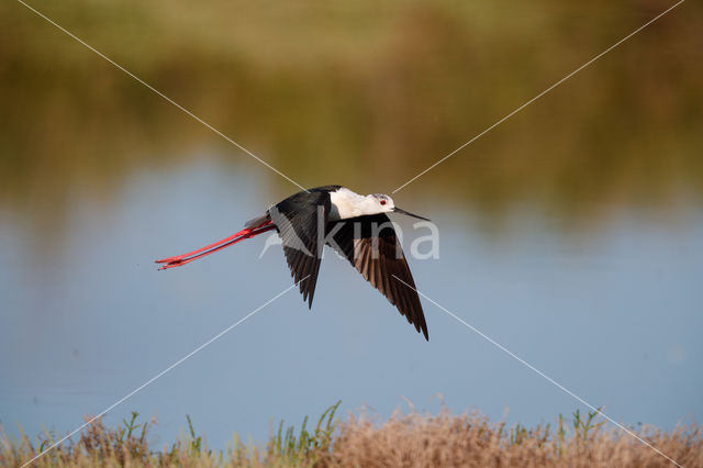 Steltkluut (Himantopus himantopus)