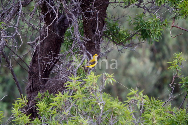 Eurasian Golden-Oriole (Oriolus oriolus)