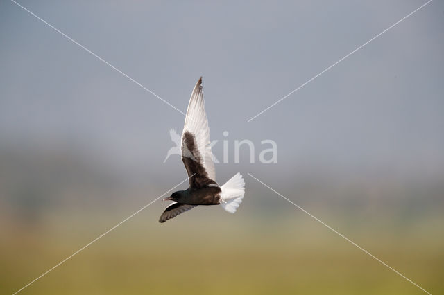 White-winged Tern (Chlidonias leucopterus)