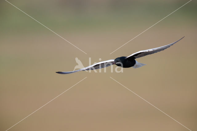 Witvleugelstern (Chlidonias leucopterus)