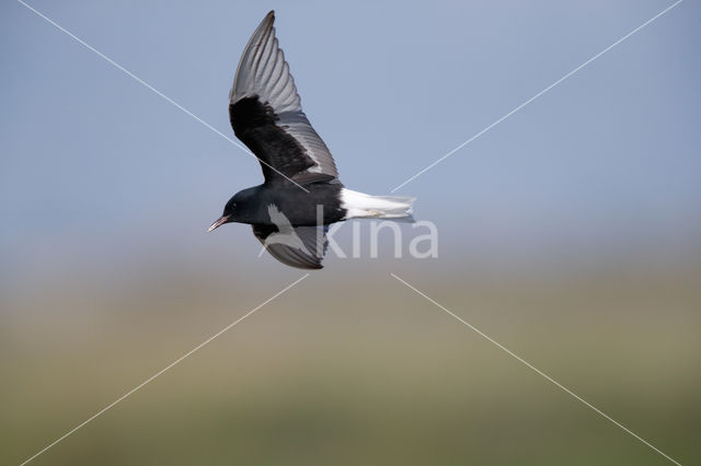 White-winged Tern (Chlidonias leucopterus)