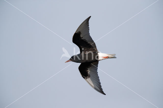 White-winged Tern (Chlidonias leucopterus)