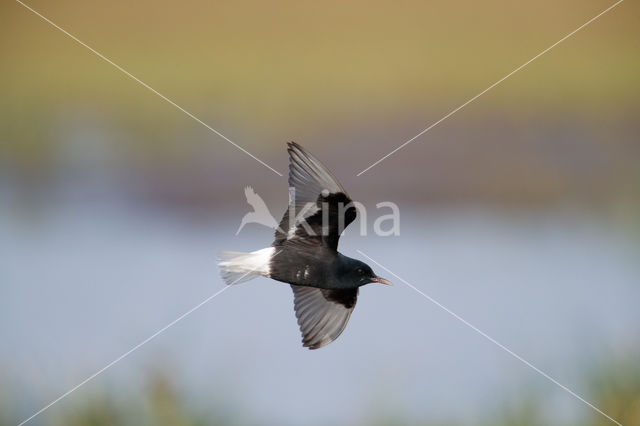 White-winged Tern (Chlidonias leucopterus)