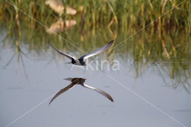 White-winged Tern (Chlidonias leucopterus)