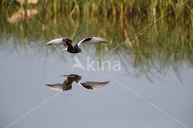 Witvleugelstern (Chlidonias leucopterus)