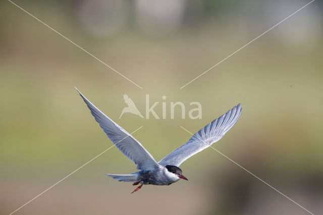 Whiskered Tern (Chlidonias hybridus)