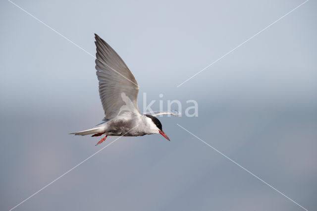 Whiskered Tern (Chlidonias hybridus)