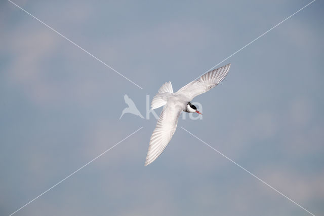 Whiskered Tern (Chlidonias hybridus)