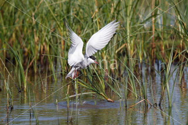 Whiskered Tern (Chlidonias hybridus)