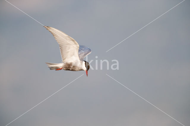 Whiskered Tern (Chlidonias hybridus)