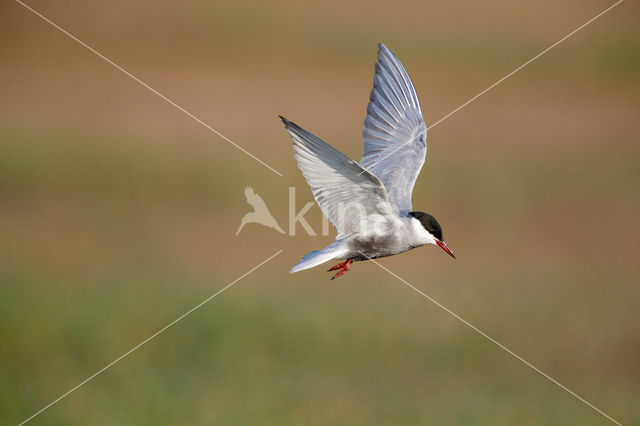 Whiskered Tern (Chlidonias hybridus)