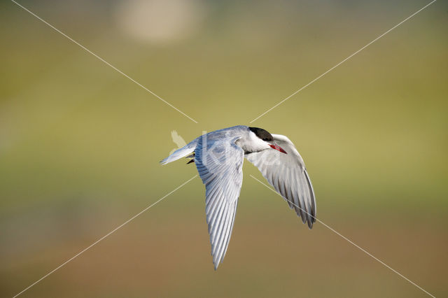 Whiskered Tern (Chlidonias hybridus)