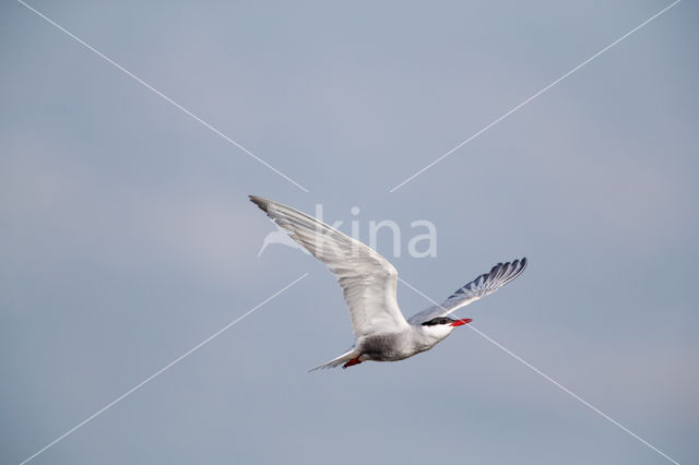 Whiskered Tern (Chlidonias hybridus)