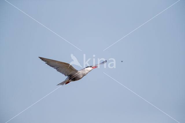 Whiskered Tern (Chlidonias hybridus)