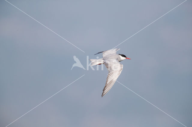 Whiskered Tern (Chlidonias hybridus)