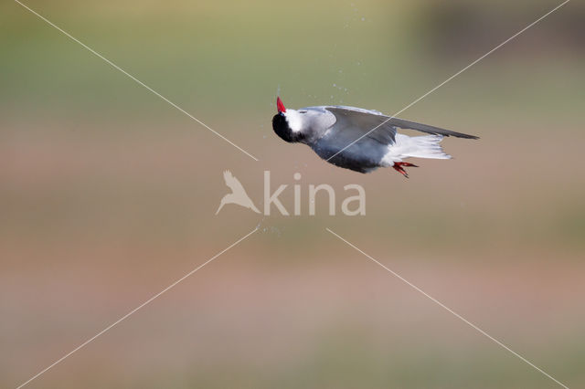 Whiskered Tern (Chlidonias hybridus)