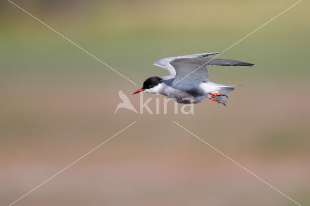 Whiskered Tern (Chlidonias hybridus)