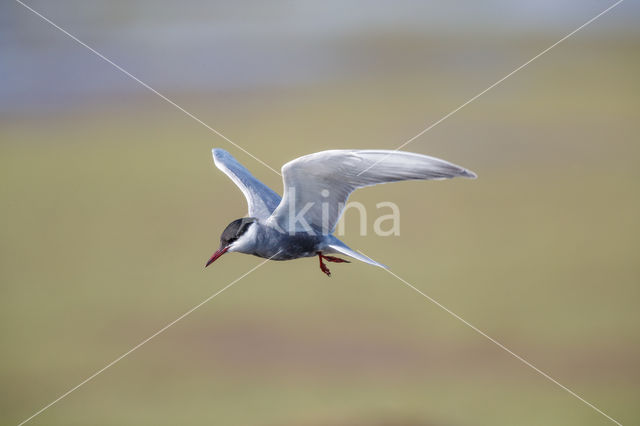 Whiskered Tern (Chlidonias hybridus)