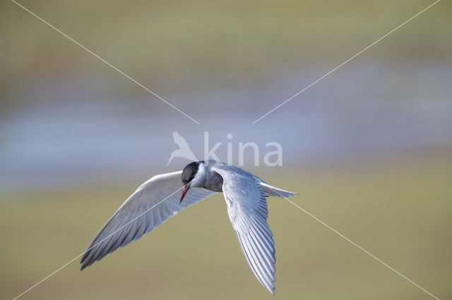 Whiskered Tern (Chlidonias hybridus)