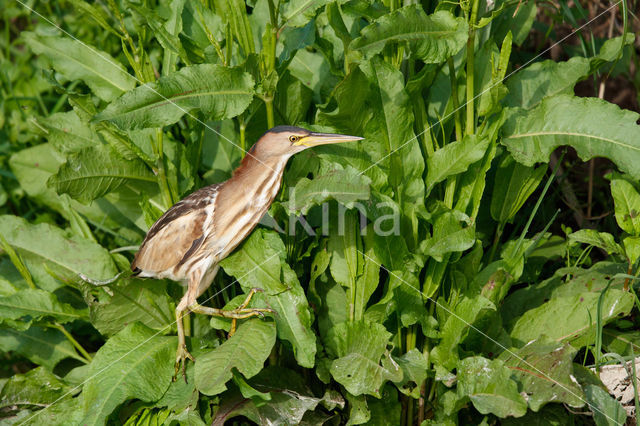 Little Bittern (Ixobrychus minutus)