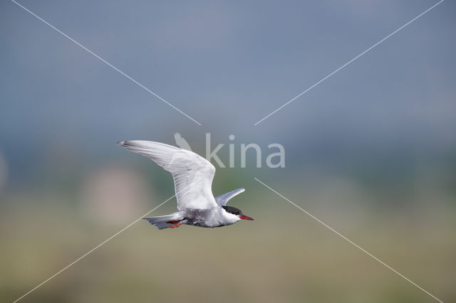 Whiskered Tern (Chlidonias hybridus)