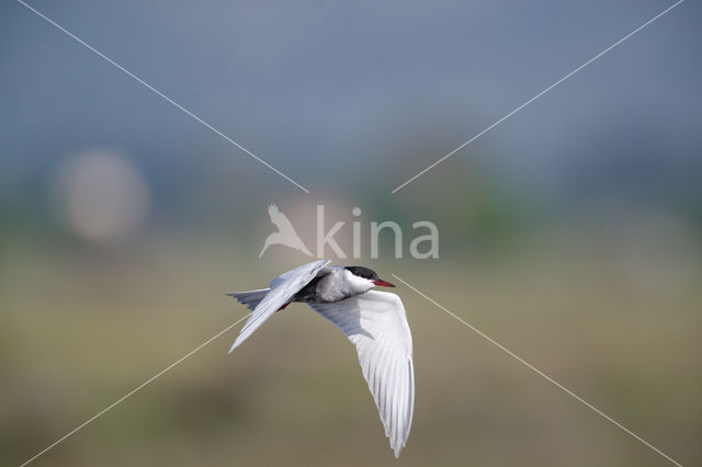 Whiskered Tern (Chlidonias hybridus)