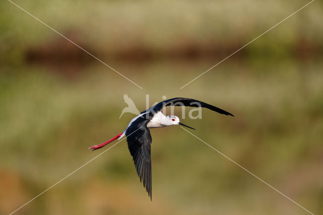 Black-winged Stilt (Himantopus himantopus)