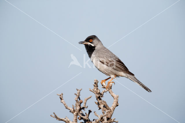 Rueppell's Warbler (Sylvia rueppelli)