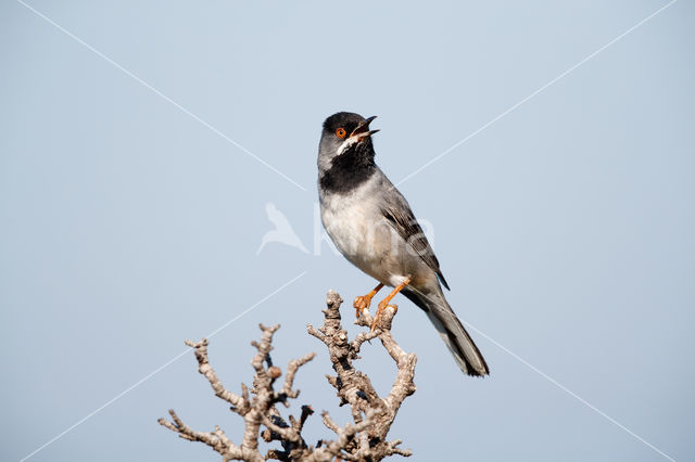 Rueppell's Warbler (Sylvia rueppelli)