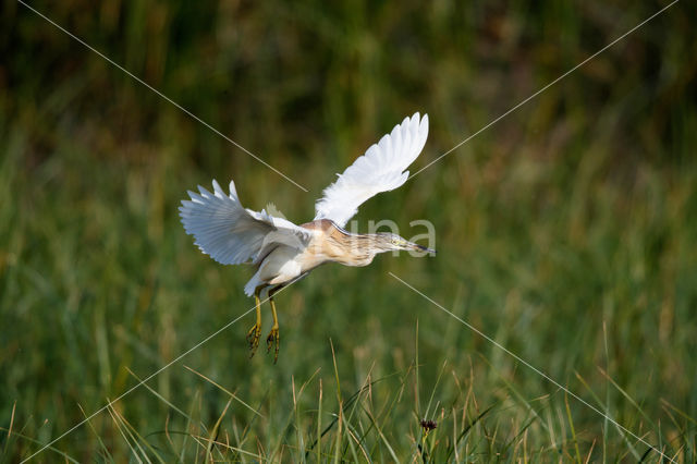 Squacco Heron (Ardeola ralloides)